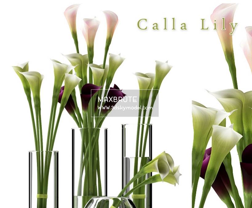 Plant 3dskymodel Download 3dmodel Free 3d Models 391 - free 3d model download lily flower